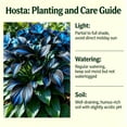 thumbnail image 2 of Cold Hardy Perennial - Colorful Hostas - Low Upkeep - Ideal for Gardening, Plant Hangers, 2 of 5