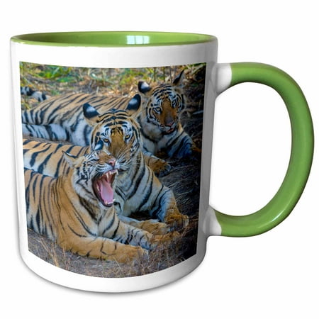 3drose, Bengal Tigers, Bandhavgarh National Park, India, 11oz Two-tone Green Mug
