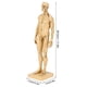 thumbnail image 3 of Mannequin Resin Human Muscle Model Sketching Teaching Drawing Male Body Anatomy Model, 3 of 4