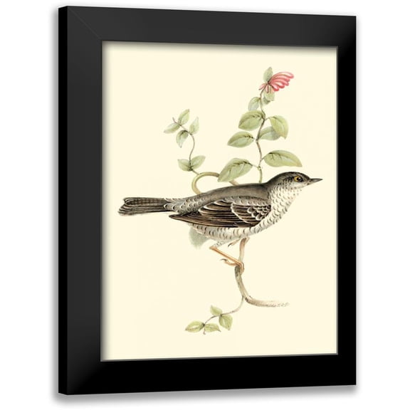 Gould, John 12x14 Black Modern Framed Museum Art Print Titled - Goulds Barred Warbler