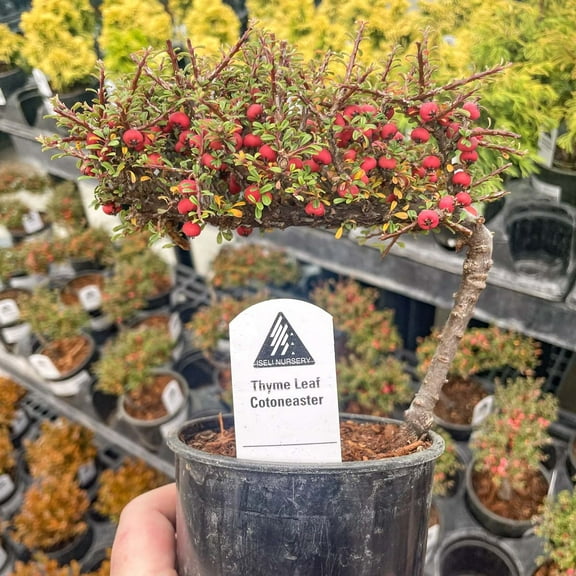 Thyme Leaf Cotoneaster - Live Bonsai Starter Plant - 4" Growers Pot