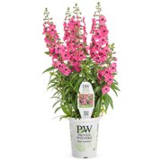PW 1.56PT ANGELONIA PURPLE LIVE PLANTS WITH GROWER POT