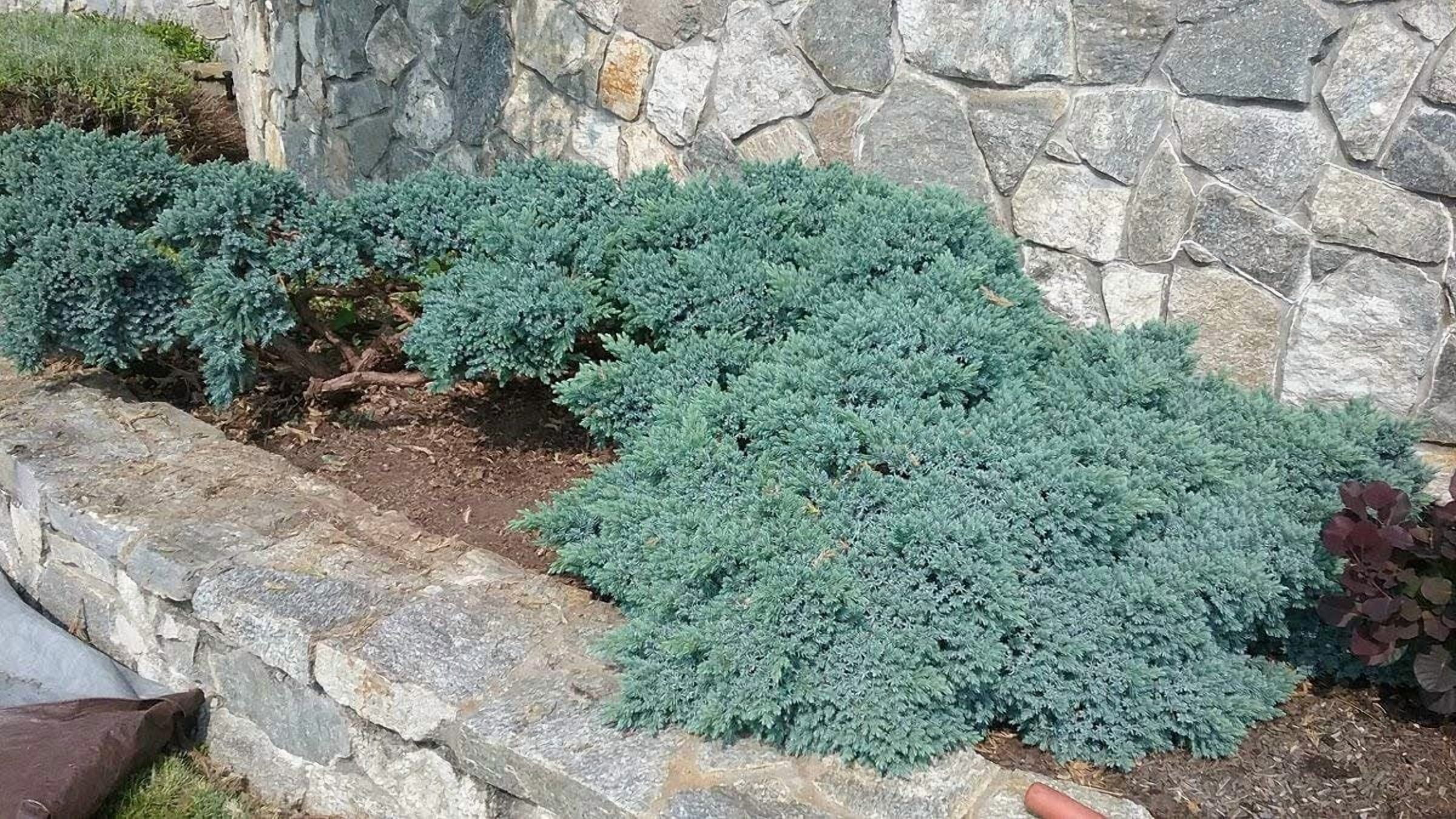 Blue Star Juniper - 10 Live Plants - Juniperus Squamata - Low Maintenance Evergreen Groundcover