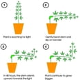 thumbnail image 2 of Rawiri Doblador de Plantas de 90 Grados, 5/10/20/30 Piezas de Ramas de Entrenamiento de Bajo Estrés para Dobladores, Clips para Doblar, Clips para Ramitas Entrenador de Plantas de Tomate (30,Verde), 2 of 8