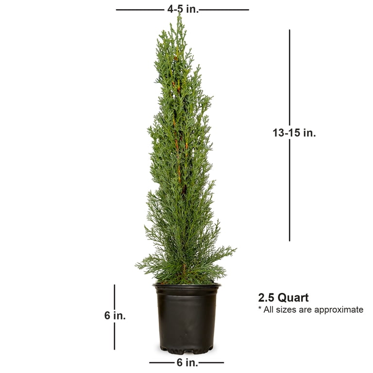 Expert Gardener Italian Cypress (2.5 Quart) Narrow and Upright Evergreen  Tree - Full Sun Live Outdoor Plant - Walmart.com