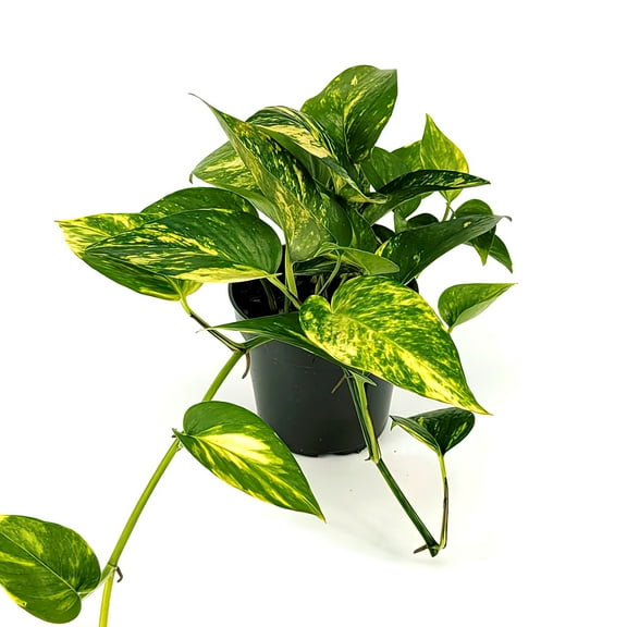 4 in. Pothos Golden Plant in Grower Container (3-Pack)