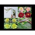 thumbnail image 2 of 5 Rare Seeds| Mix Lotus Seeds - Indian Lotus (Nelumbo nucifera) Seeds - Flower Seeds - B3G1 #Q069, 2 of 5