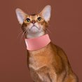 thumbnail image 4 of unbranded 4Ud Collar Para Mascotas Para Protección Postoperatoria En Casa Color Rosa Ajustable Y, 4 of 6