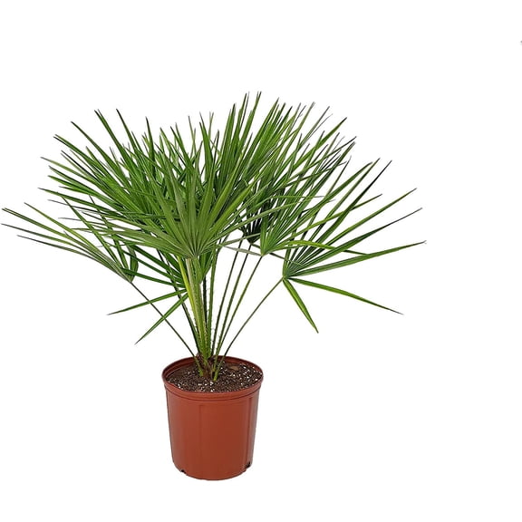 Tropical Plants of Florida 30" to 36" European Fan Palm Tree Plant; Partial Sunlight, Coldy Hardy