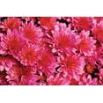 thumbnail image 4 of Better Homes & Gardens 2.5G Purple Mum Live Plant in Bushel Basket, 4 of 10