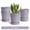 Lavender, variant on BUYMAX White Ceramic Plant Pots with Drainage and Trays, 5 Inch Small Flower Pots for Indoor Plants, Set of 4