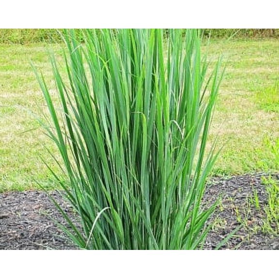 Daylily Nursery Northwind Switchgrass Live Plant with 4in Pot