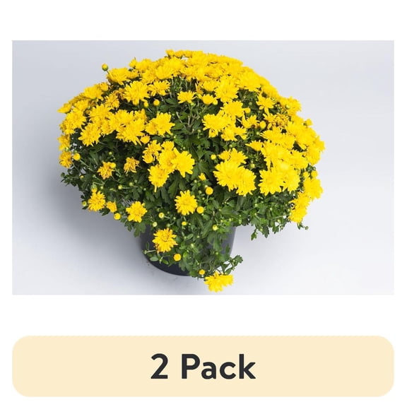 (2 pack) Expert Gardener Yellow Mum Live Plant 1.0QT Grower Pot