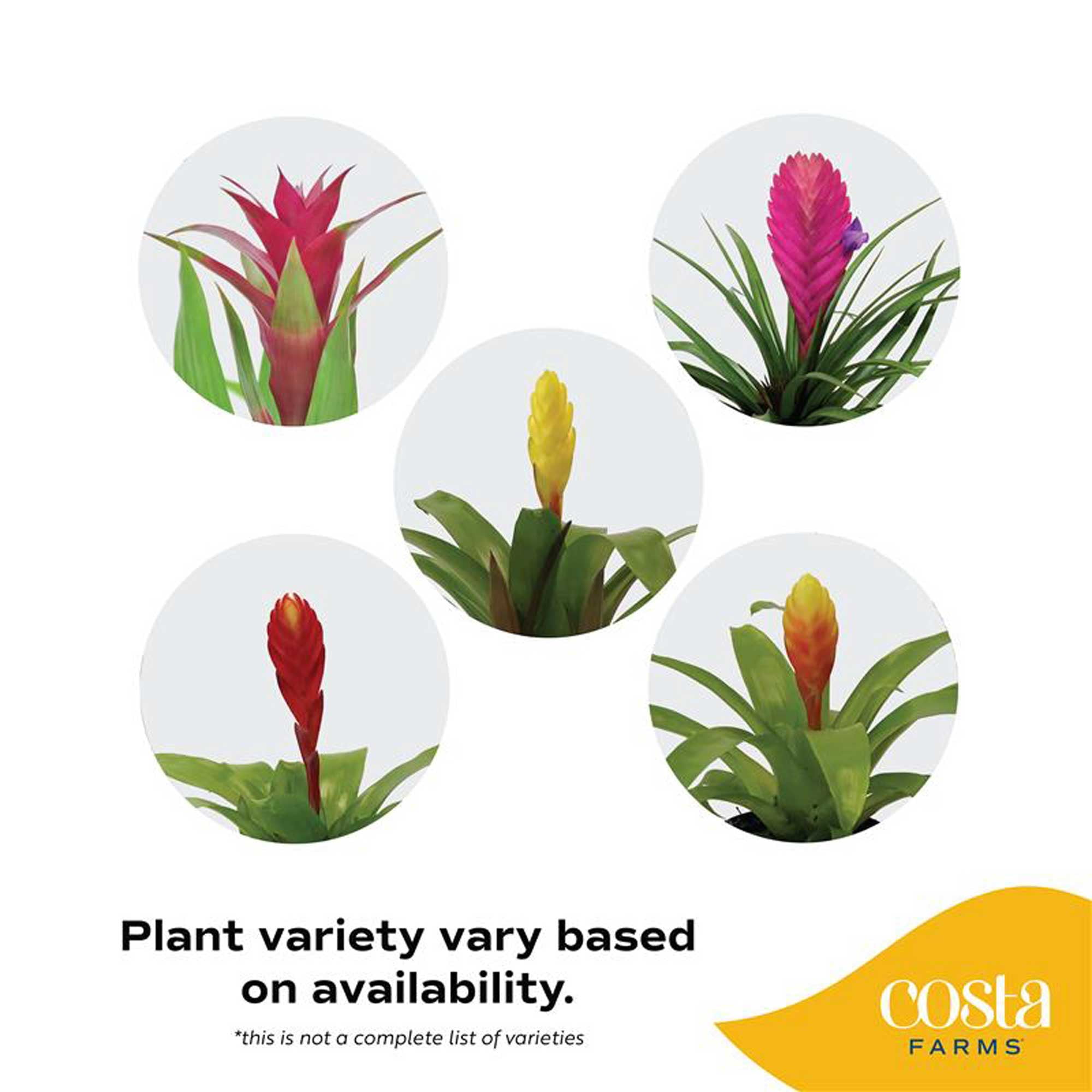Costa Farms 20" Bromeliad Grower's Choice Live House Plants in 5" Grower Pot