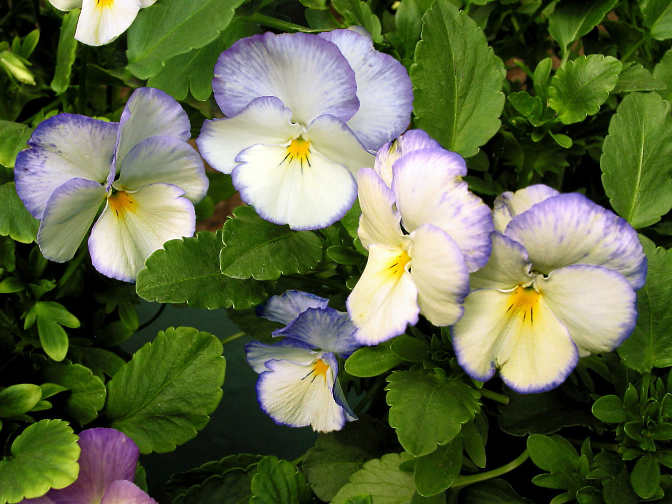 Blue Moon Hardy Violet Perennial - Viola - Shade Lover - Quart Pot ...