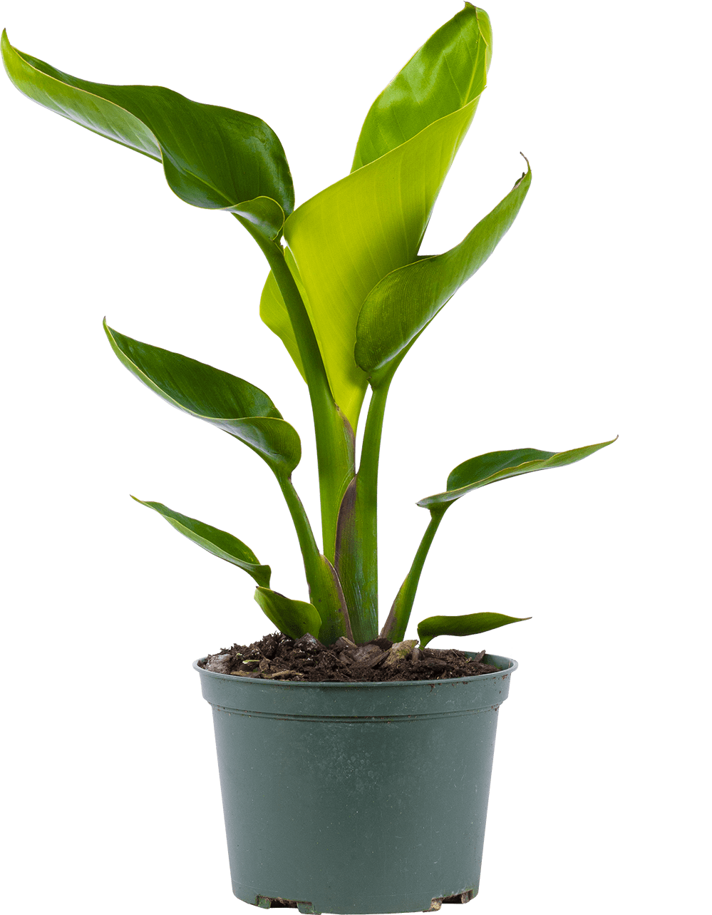 bananenstaude variegata Musa banana nono variegata main image 1