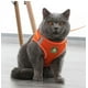 thumbnail image 4 of Arnés y correa para mascotas, chaleco ajustable, arnés con para gato, perro, gatito, cachorro, conejos, talla Xs, 4 of 4
