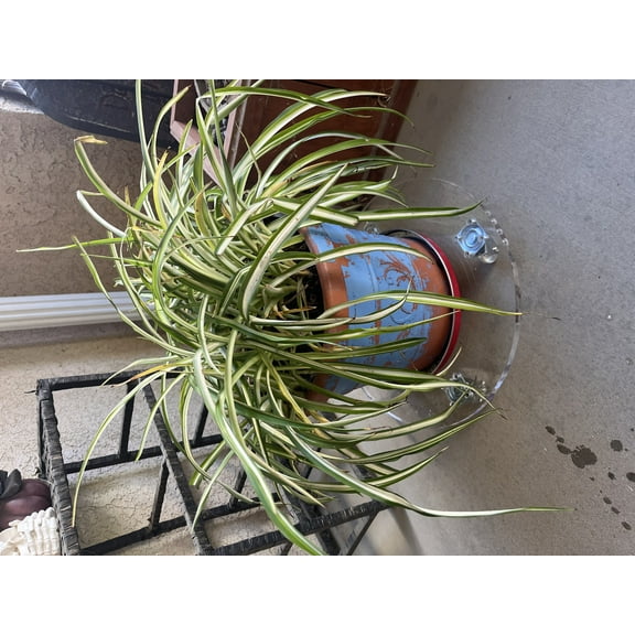 Lucite / Acrylic plant caddy 24" dia