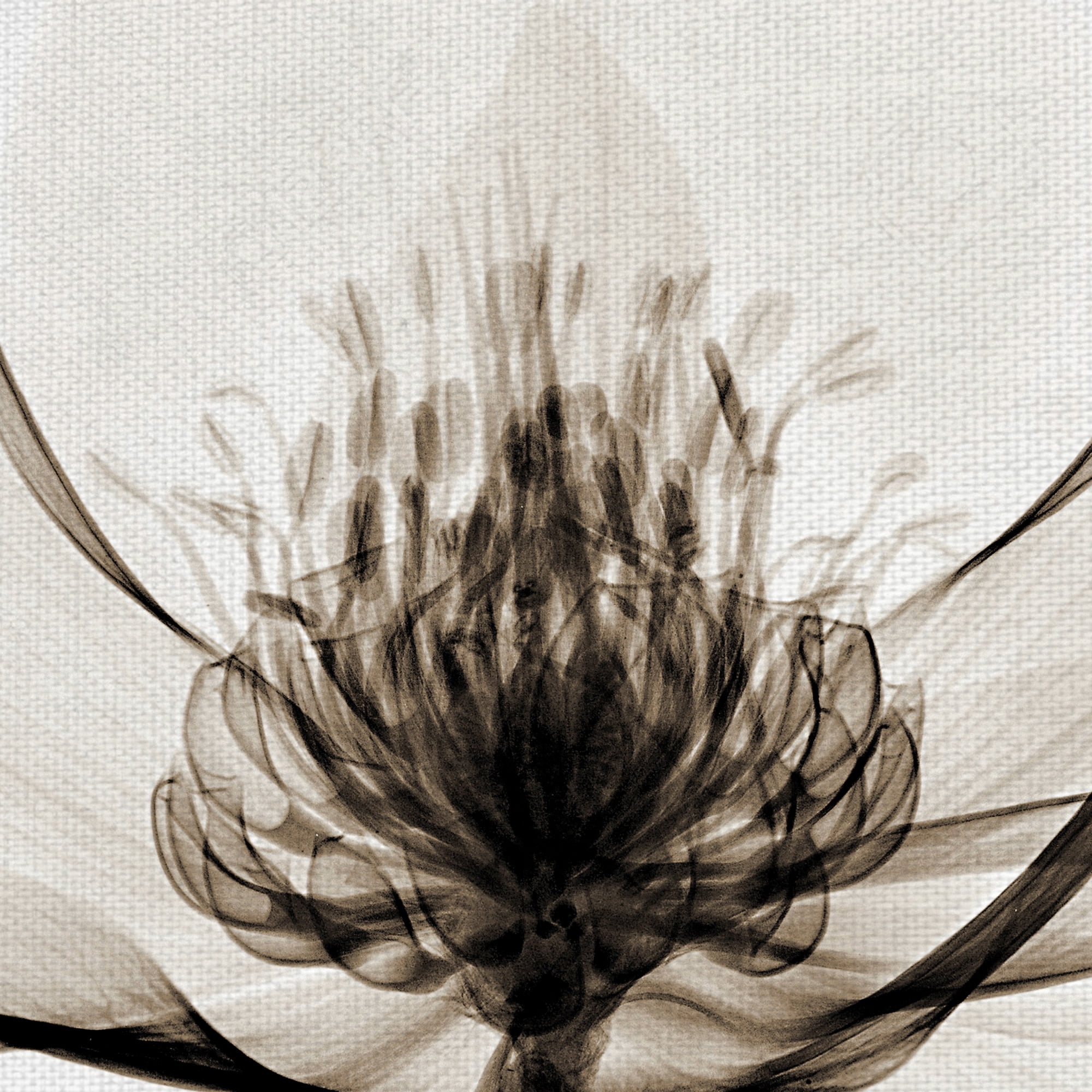 Masterpiece Art Gallery Hellebore I By Robert Coop Canvas Art Print 22" x 28"