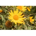 thumbnail image 3 of 25 YELLOW Torch MEXICAN SUNFLOWER Tithonia Speciosa Flower Seeds, 3 of 10
