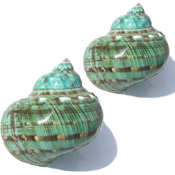SINKOO Large Conch Shell 2PCS 3"-4" Natural Seashells for Hermit Crab Fish Tank Wedding Decor Beach Theme Party, Home Decorations,DIY Crafts