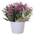 thumbnail image 1 of Flor falsa simulación bola de lavanda maceta paisaje planta artificial decoración interior flor falsa creativa pequeña decoración, 1 of 5
