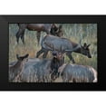 thumbnail image 2 of Fitzharris, Tim 14x11 Black Modern Framed Museum Art Print Titled - Bull elk bugling with harem-Colorado, 2 of 5