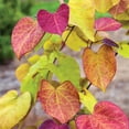 thumbnail image 5 of Brighter Blooms - Bloomables® Flame Thrower® Redbud Tree, 3-4 ft. - No Shipping to AK, AZ, HI, OR, 5 of 6