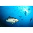 thumbnail image 2 of Safonov, Alexander 18x13 White Modern Wood Framed Museum Art Print Titled - Beqa Shark Labs, 2 of 4