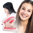 thumbnail image 2 of Ygjytge Modelo De Dientes De Ortodoncia Dental, Modelo De Enseñanza De Dentista, Herramientas De Ortodoncia Ygjytge Para estrenar, 2 of 8