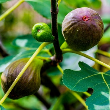 Pixies Gardens Brown Turkey Fig Tree Live Fruit Plant for Planting - Providing Two Crops of Fruits Per Year (1 Gallon Potted)