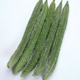 thumbnail image 1 of Gourd Seeds, Japanese - Bitter Long - 4 Oz ~560 Seeds - Non-GMO, Heirloom - Asian Garden Vegetable, 1 of 1