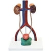 Walter Products Urinary System Model