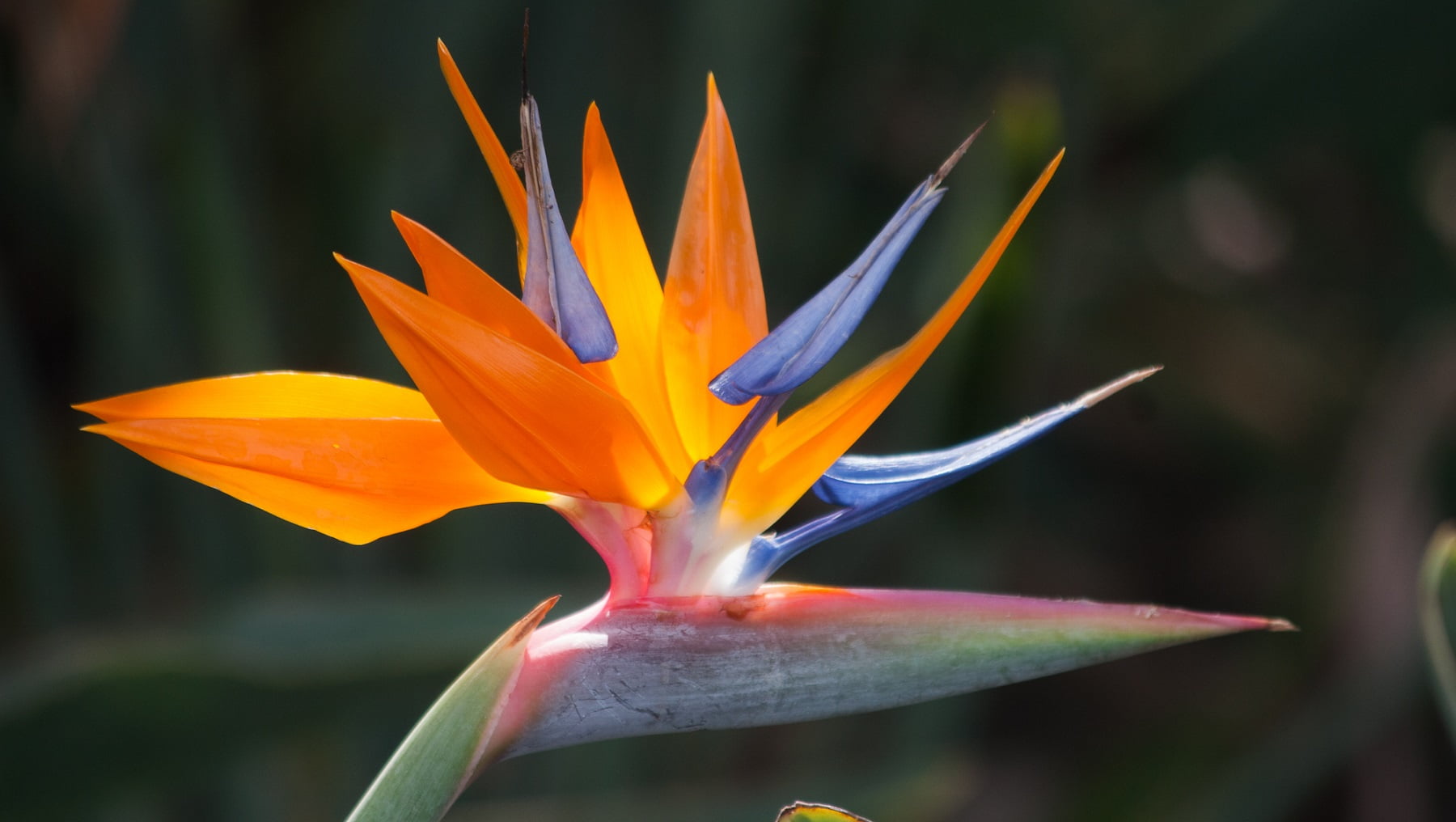Live Orange Strelitzia Reginae Bird of Paradise Plant 6"-10" Tall Partial Shade - Starter