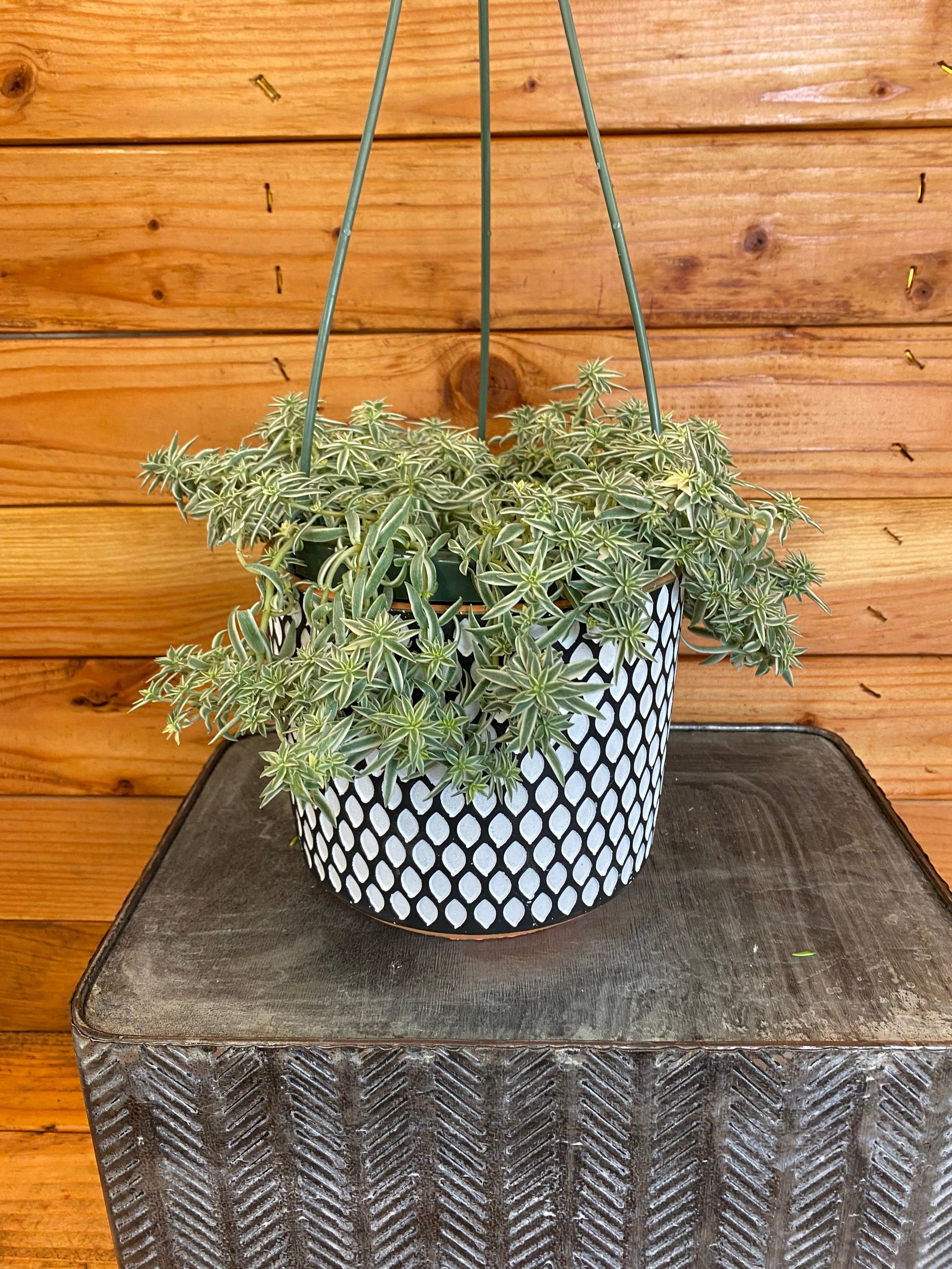 Sedum Lineare Sea Urchin, 6" Plant - Walmart.com