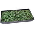 thumbnail image 4 of Organic Basic Salad Mix Microgreens Seeds - 3 Gram Packet - Use for Indoor Gardening, Growing Micro Greens & More | Micro Greens Salad Garden Seeds, 4 of 5