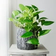 thumbnail image 3 of Brighter Blooms - Golden Pothos, 6 inch - No Shipping To AK, AZ, HI, 3 of 6