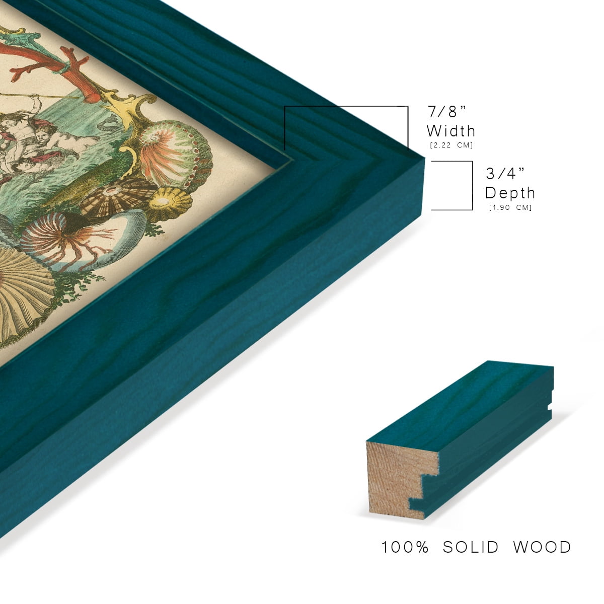 Cabinet of Conchology -Framed Print w/glass-Ocean Blue
