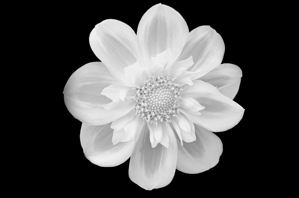 Arriba 101+ imagen white flower with black background ...