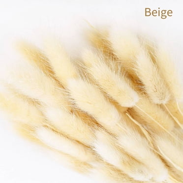 Dried Rabbit Tail Grass (Lagurus Ovatus) - 50 Stems, ~43 Cm, Natural Pampas For Home Decor