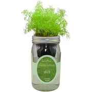 Organic mason jar hydroponic herb kit (dill)
