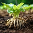 thumbnail image 4 of Mixed Hostas for Planting-Garden Stake for Outdoor Decoration-Perfect For Borders-(Non-Artificial), 4 of 6