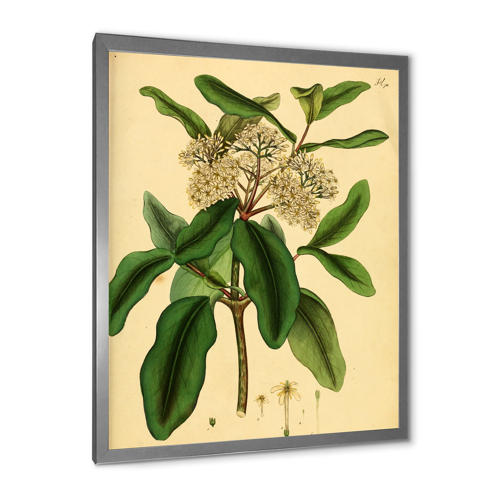 Designart 'Ancient Plant Life I' Traditional Framed Art Print