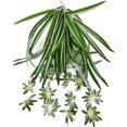 thumbnail image 3 of 4PCS Artificial Chlorophytum Silk Flowers, Flowers Spider Greenery Hanging Basket Ivy Green Leaves Wall Hanging for Home Garden Office Wedding Decoration, 3 of 6