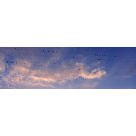 Birds On Wire Low angle view of birds perching on wires Anza Borrego Desert State Park California USA Canvas Art - Panoramic Images (18 x 6) ()