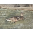 thumbnail image 2 of Lewis, Sheldon 32x25 White Modern Wood Framed Museum Art Print Titled - Water Duck, 2 of 4