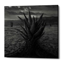 Epic Graffiti Epic Grafitti "Cactus" by Dariusz Klimczak, Giclee Canvas Wall Art 12" x 12"