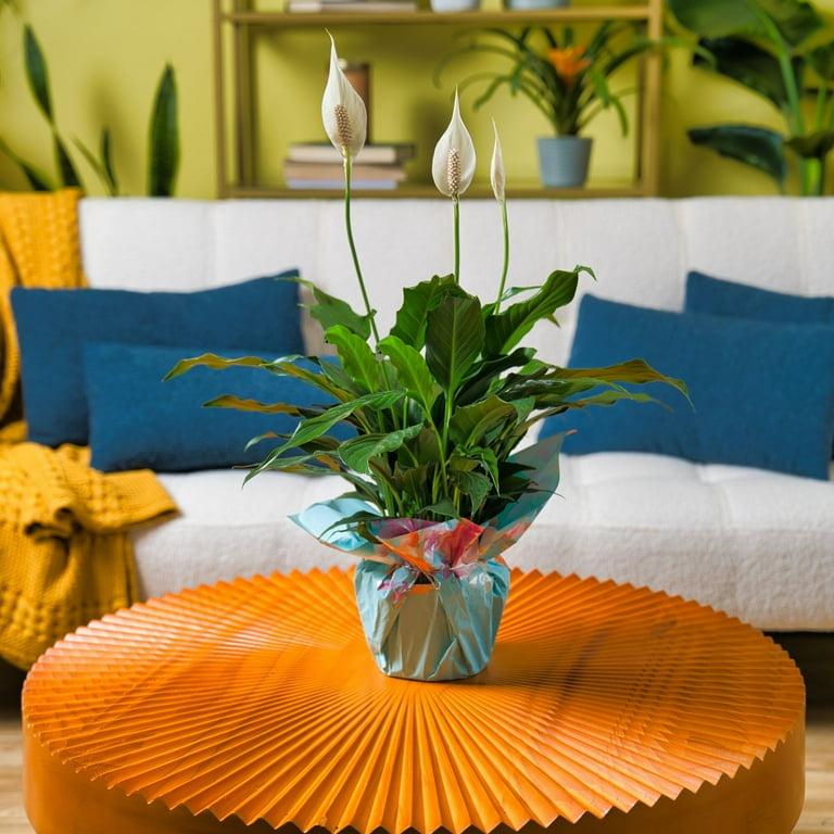 lily's house購入 Costa Farms 12