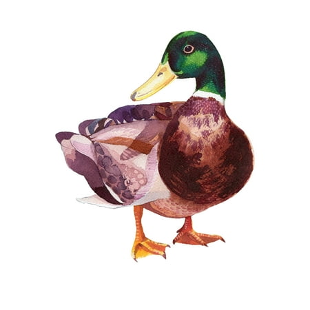 Mallard Duck Home Wall Shelf Decor Animal Decorations Watercolor Mallard Duck Home Wall Shelf Decor Animal Decorations Watercolor Prints