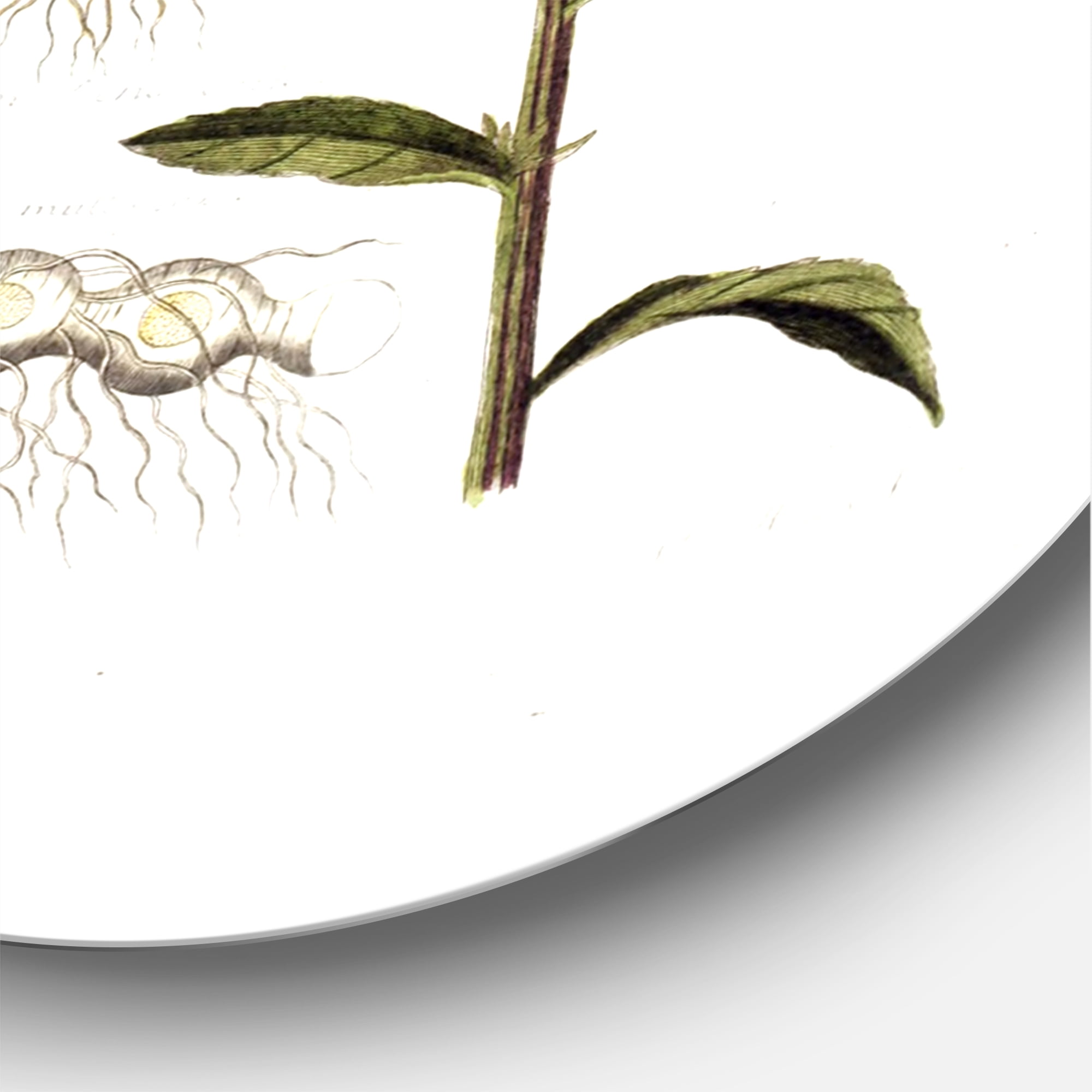 Designart 'Ancient Plant Life VIII' Farmhouse Circle Metal Wall Art 29x29 - Disc of 29